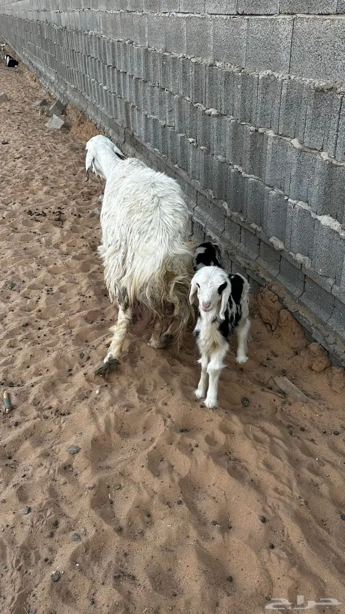 حريه متوم تم البيع 1