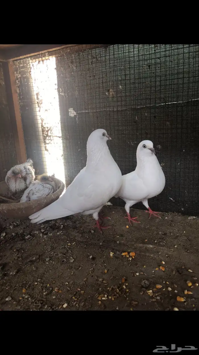 جوز وحشي تب مع انتاجه 4
