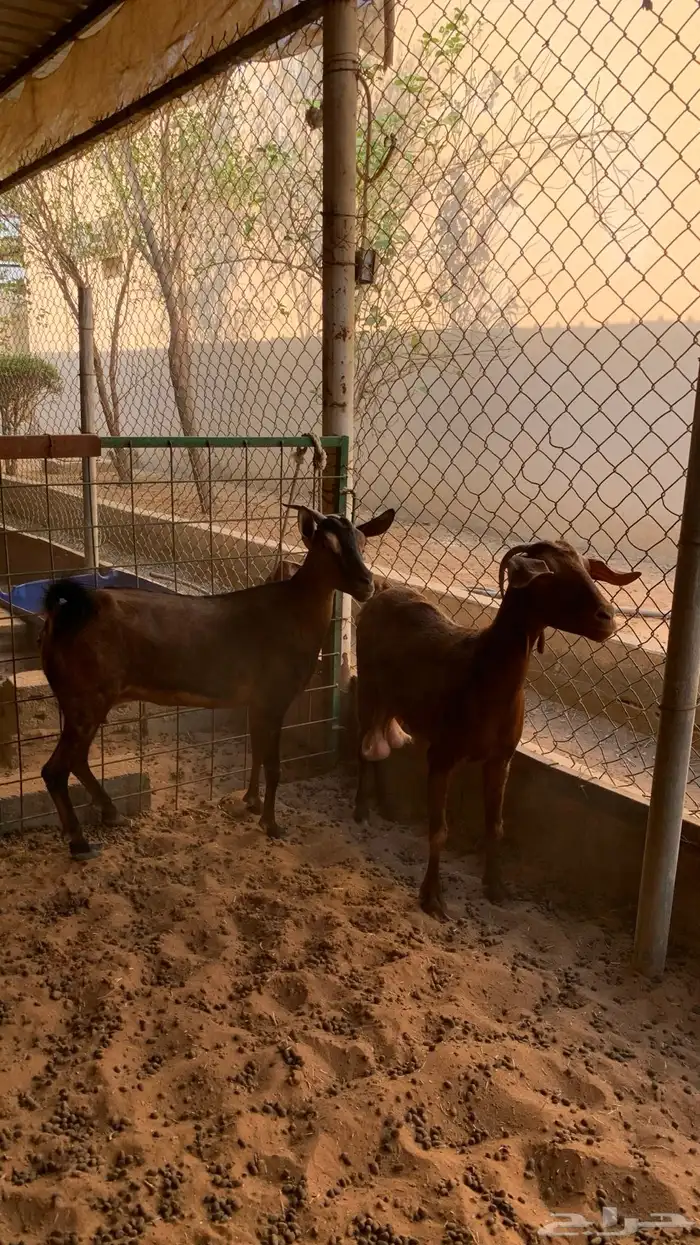 معزا جنوبيه مع فحلها 6