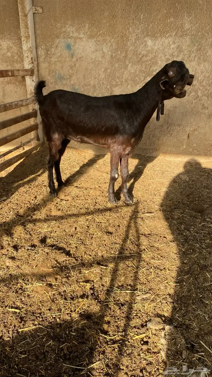 عنز شاميه دافع 0