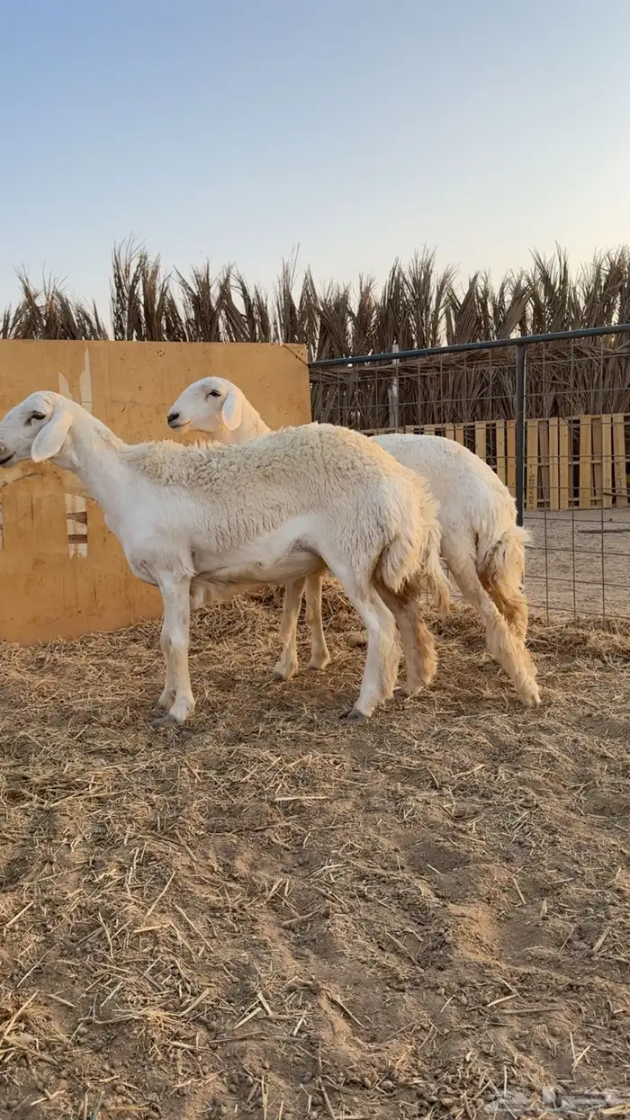 رخال حريات حرش مضاريع تم البيعع 4