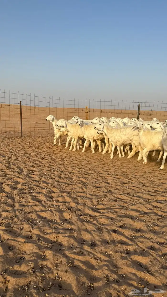 رخال حريات جذعات صنف حرش الشعره القطنيه الملكيه 3