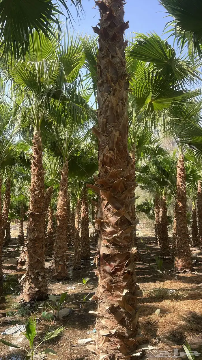 نخيل واشنطن للبيع بجميع انواع المقاست وتوصيل إلا جميع انحا 4