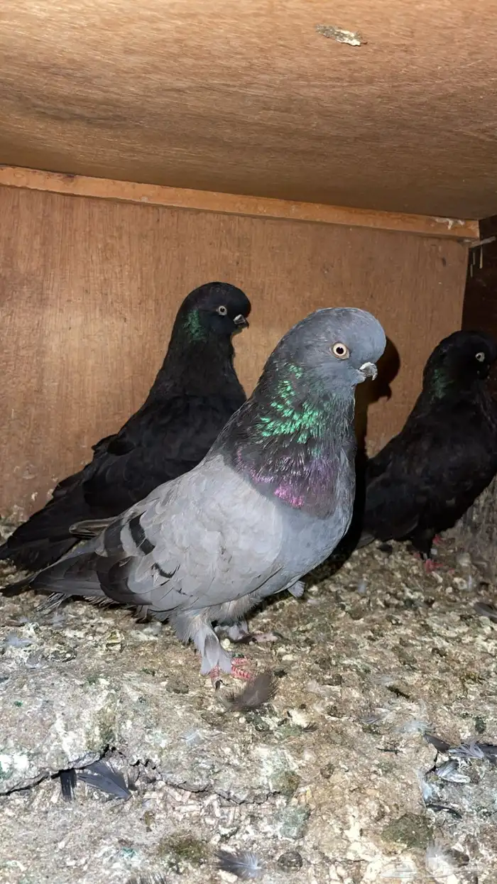 للبيع لونق فيس 2