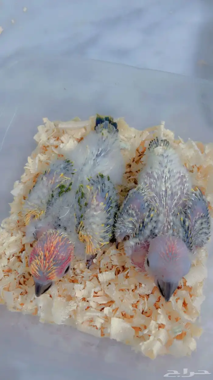 فروخ صن كنيور صبغه قويه 3