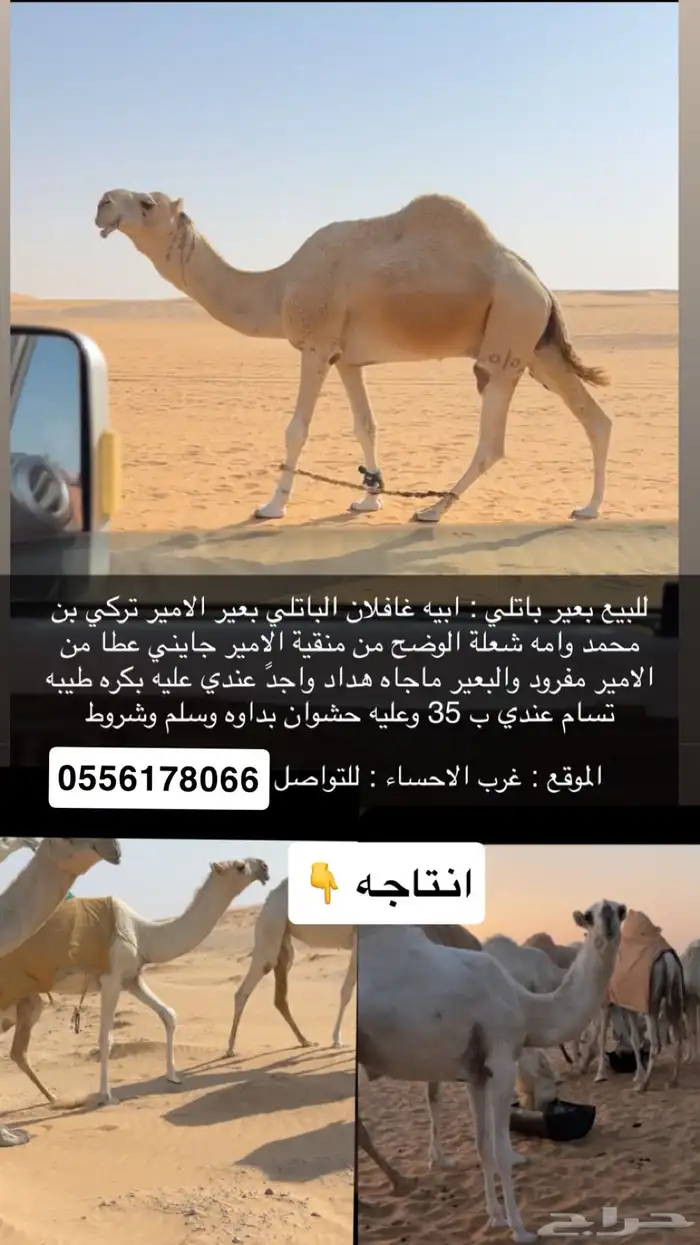 بعير اوضح 0