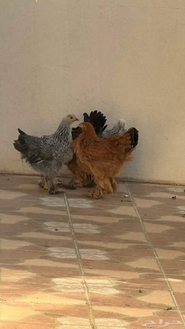 دجاج 1