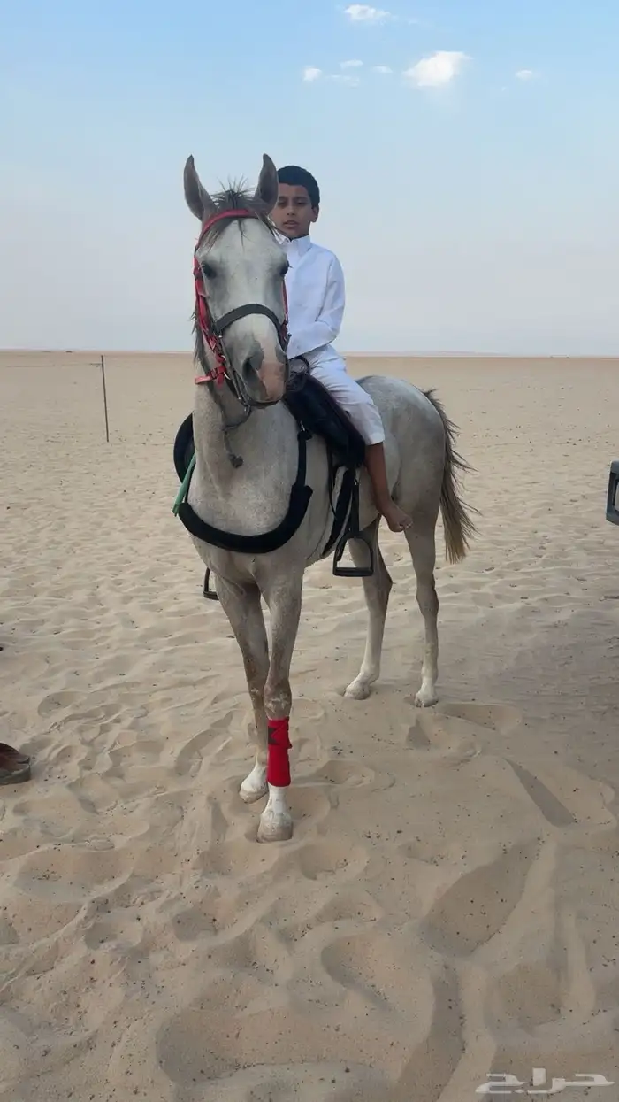 حصان شعبي العمر 2سنتين 0