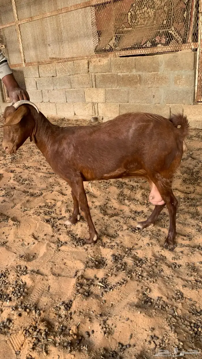 معزا جنوبيه مع فحلها 9