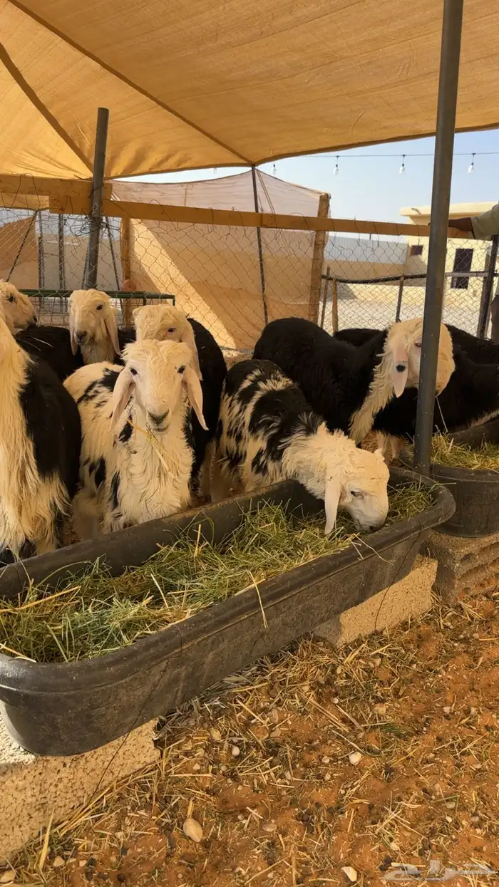 ذبايح نجد فاخرة( تم البيع ) 1