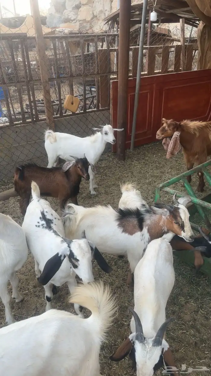 تيوس جنوبيه 0