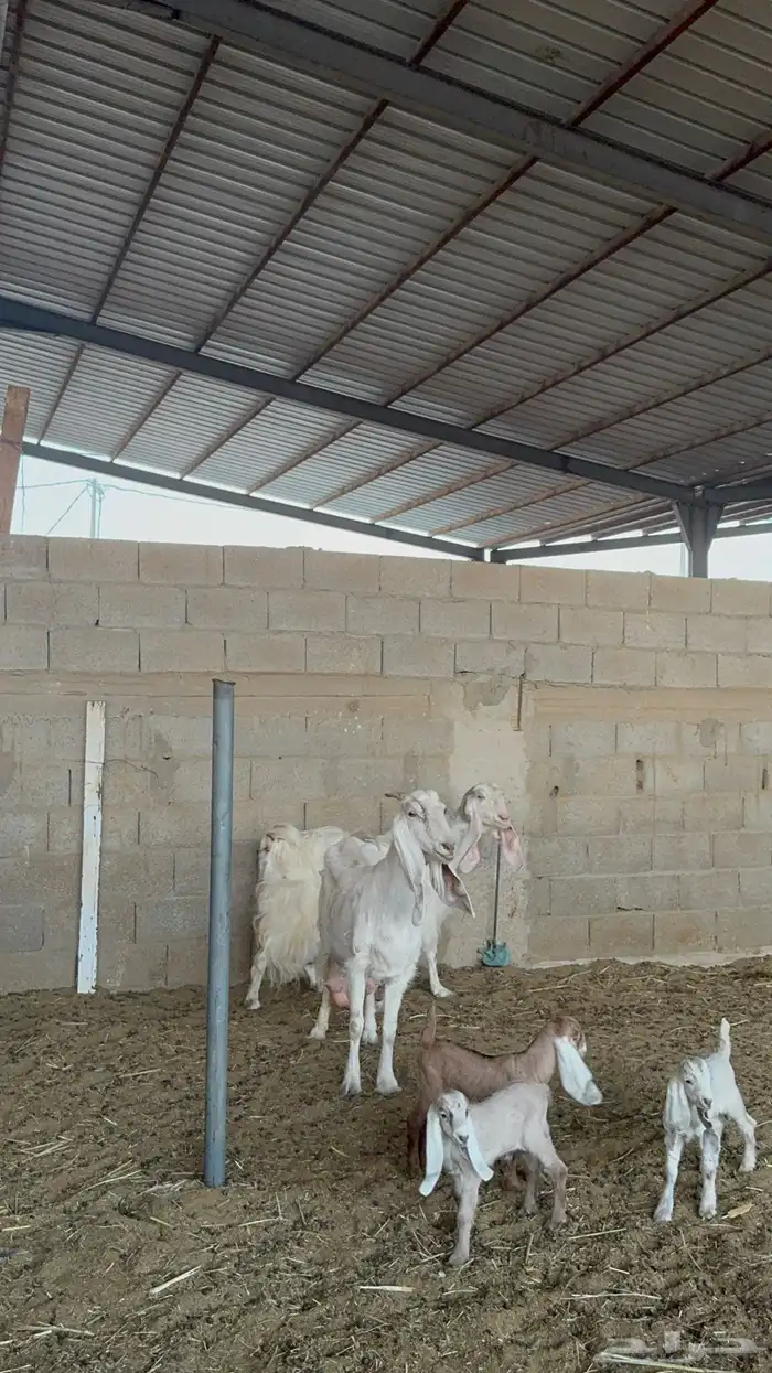 معزا متابيع ومتاومات 4