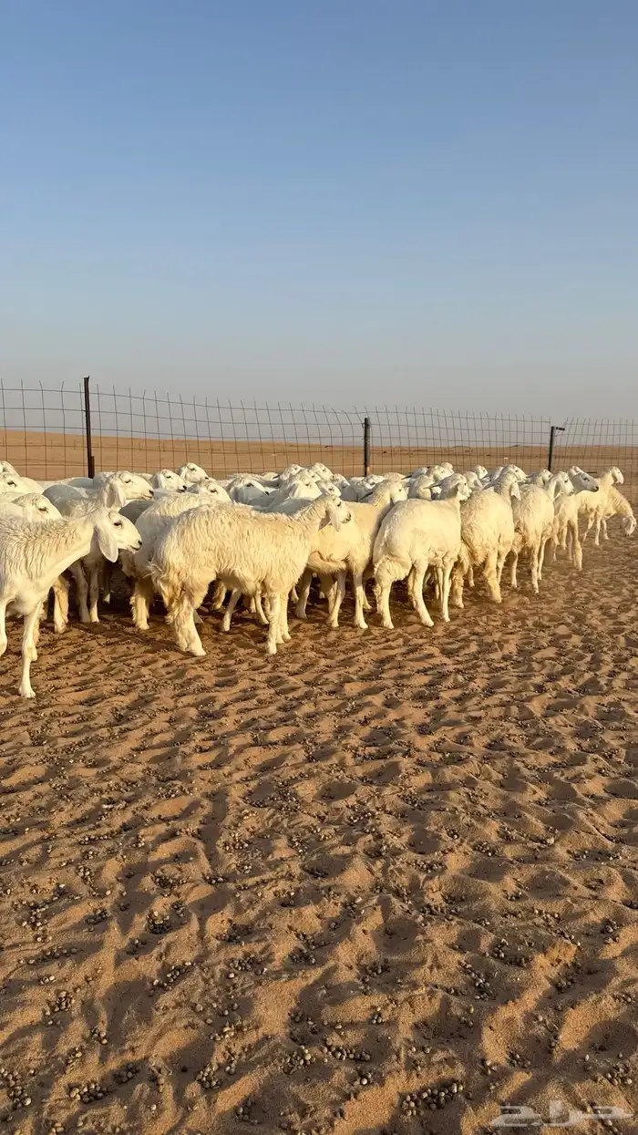 رخال حريات جذعات صنف حرش الشعره القطنيه الملكيه 9