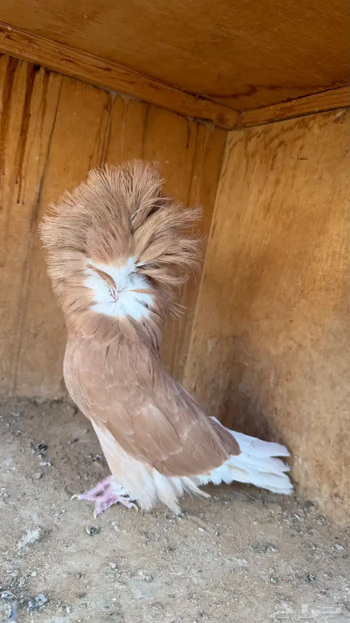 زوج جاكوبين 4