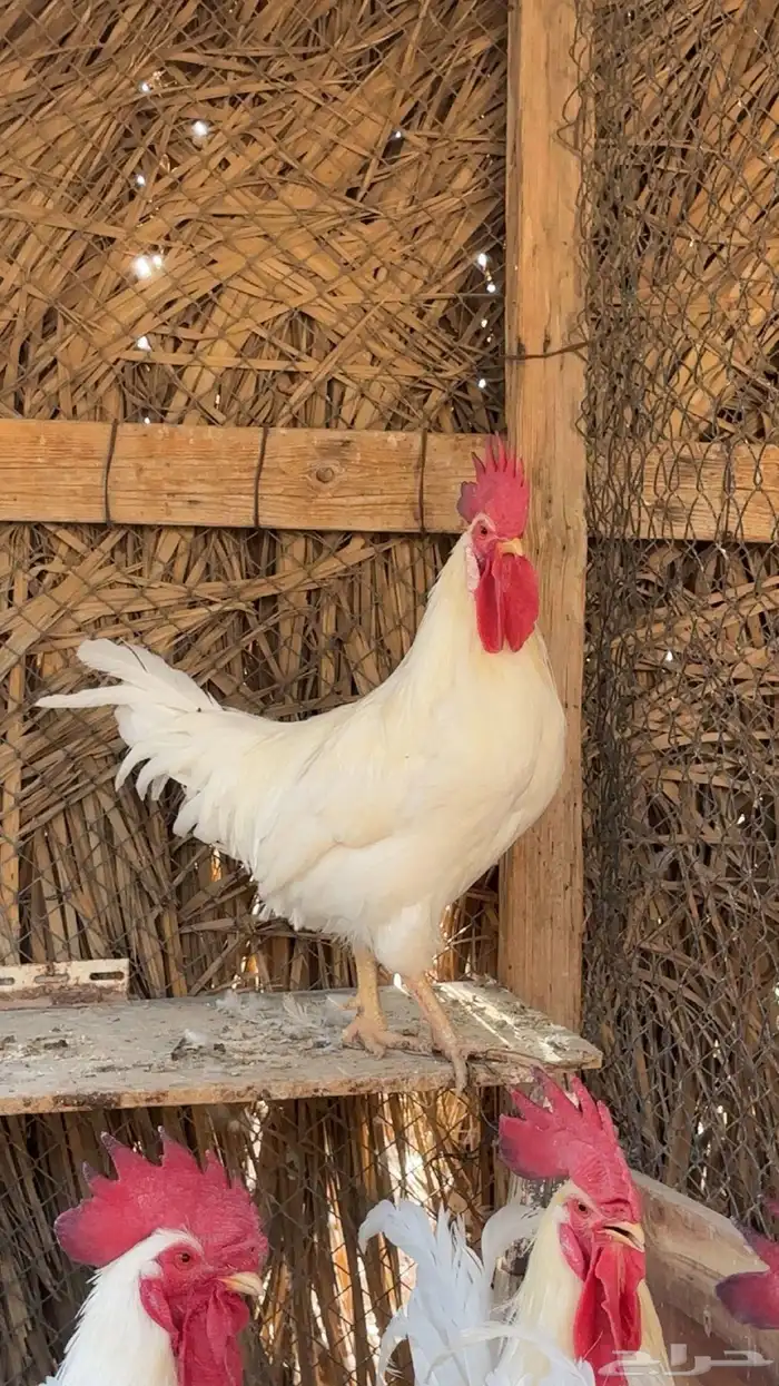دجاج لوهمان 2