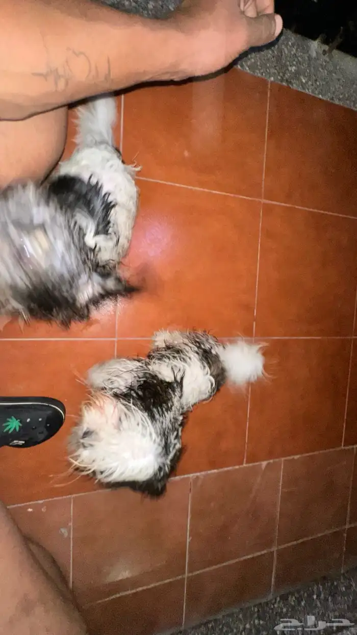 كلاب مالتيز زوج مستو بطل 1