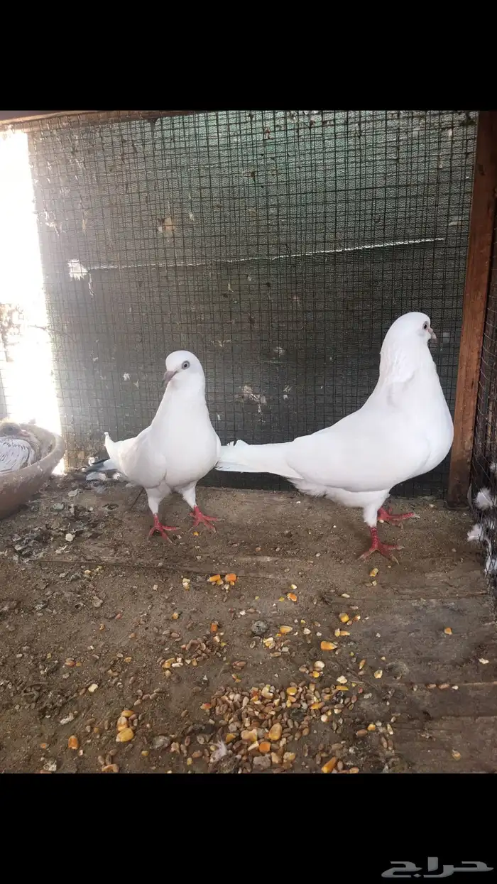 جوز وحشي تب مع انتاجه 2