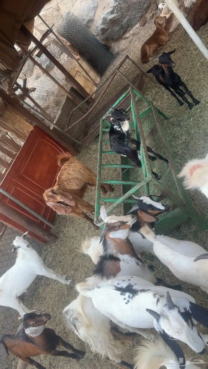تيوس جنوبيه 2