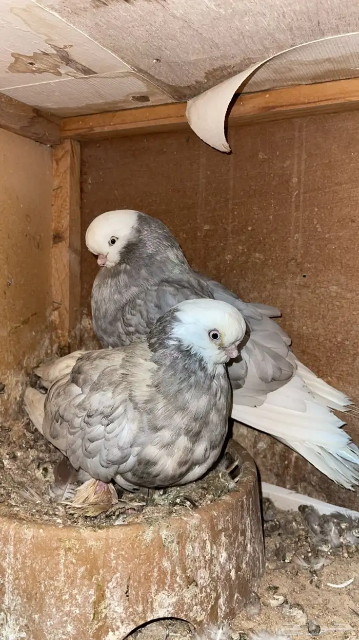 للبيع لونق فيس 4