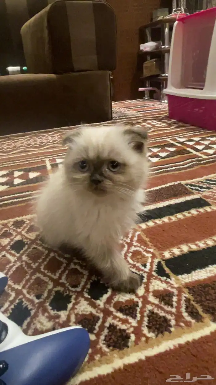 قطه سكوتش 0