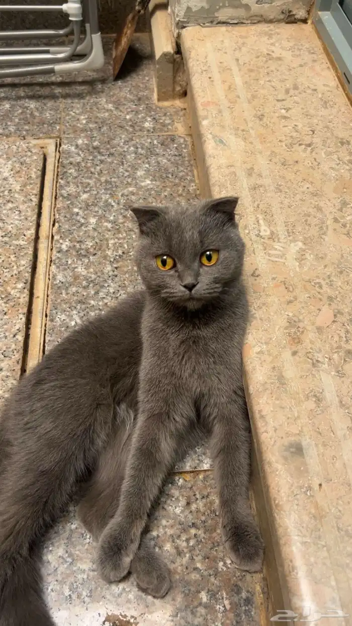 بسه سكوتش فولد 0