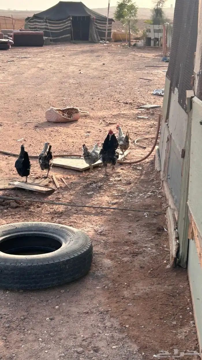 دجاج للبيع 2