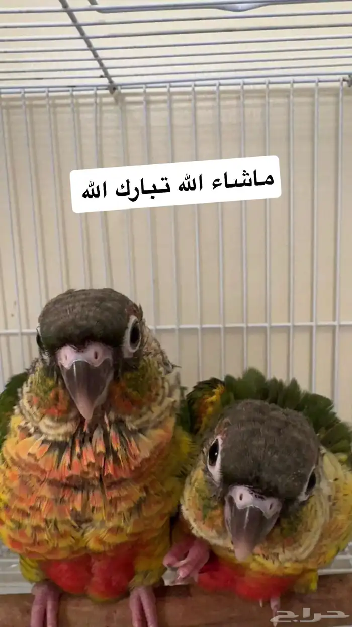 كنيور يلو سايد نهاية غر صبغات قويه ( يوجد تابي وتمارا ) 1