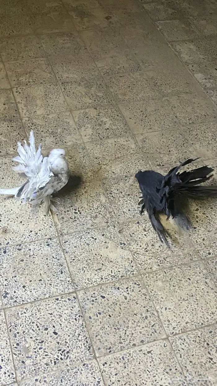 حمام رقاص جوز للبيع 2
