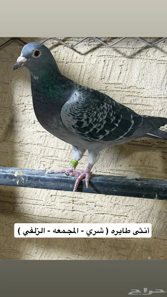 حمام زاجل سباق 1