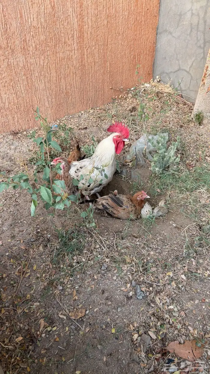 ديك ودجاج بلدي للبيع 8