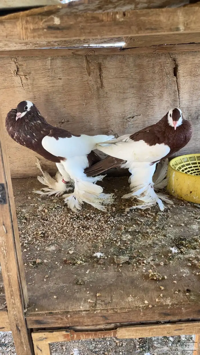 زوجين حمام نفاخ منتج ومحجل 1