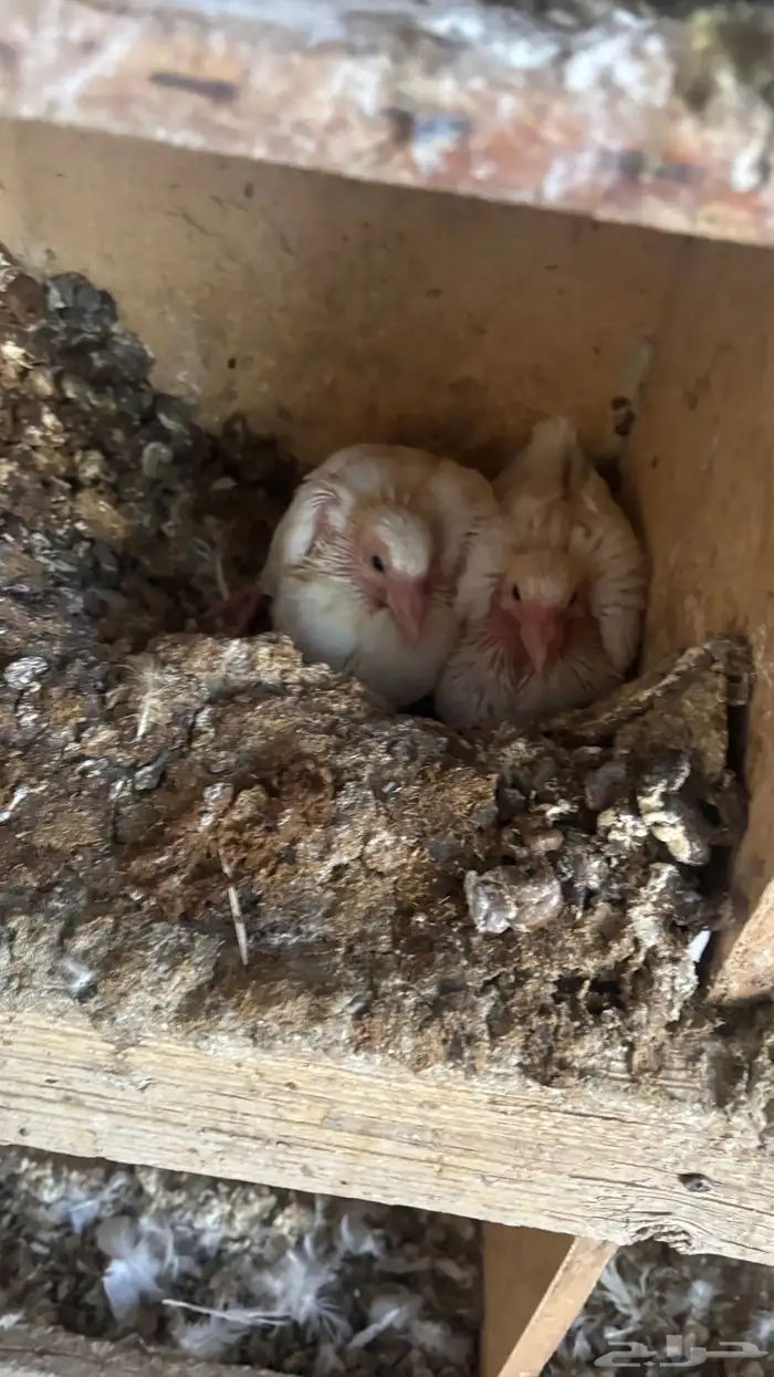 زغليل حمام فرانسي 2