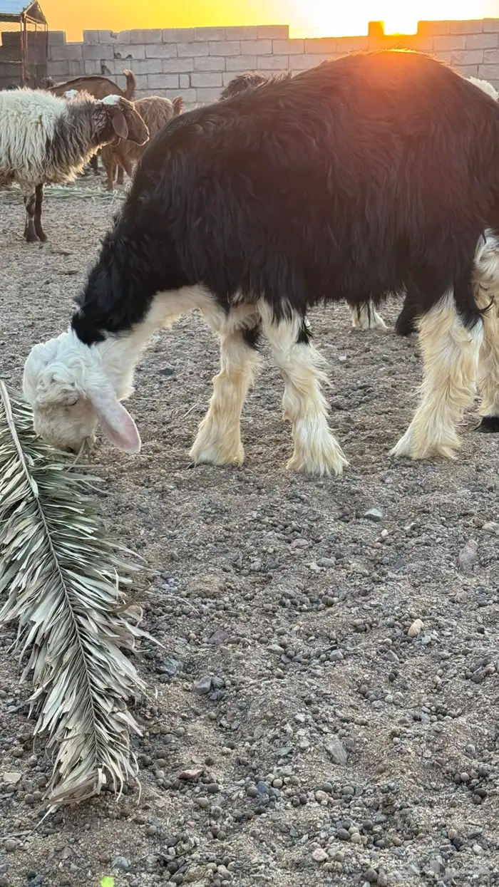 خرفان 4 للبيع 1