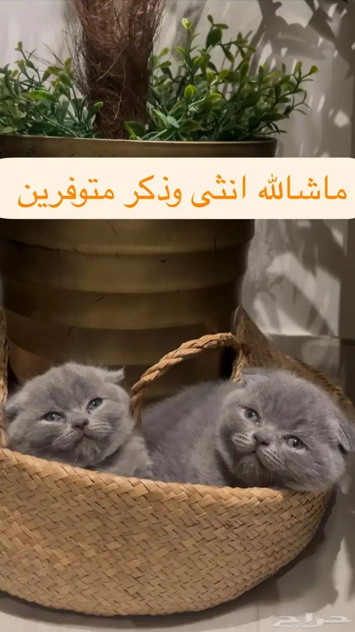 قطط للبيع 0