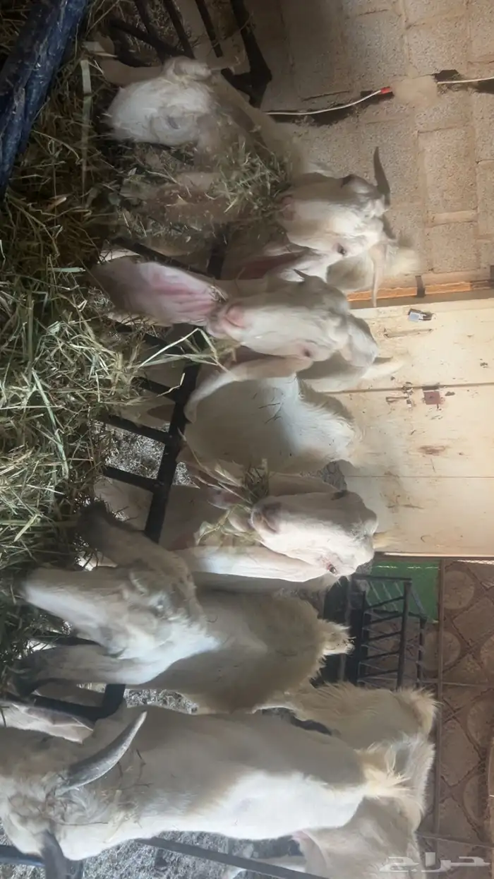 معزا هولنديات 2