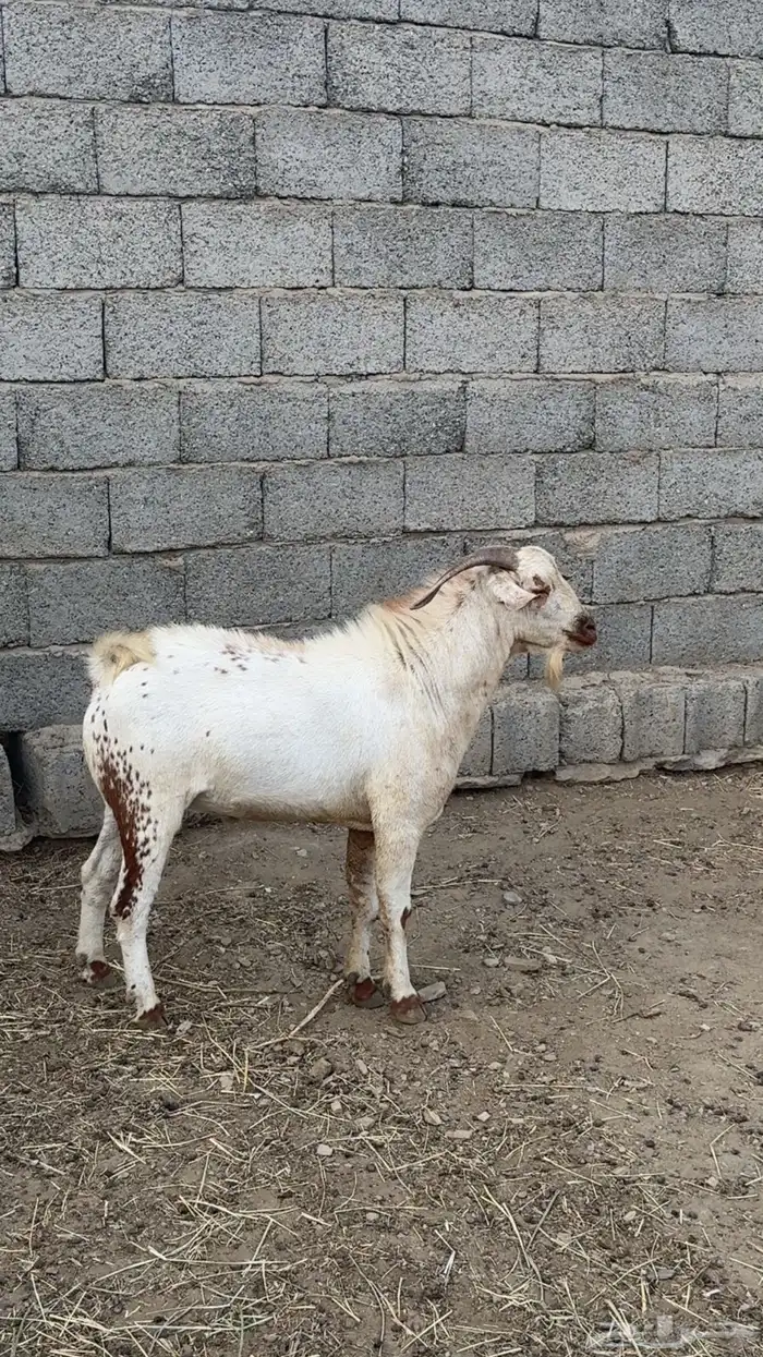 تيس فحل مشروط ضراب وحاار 0