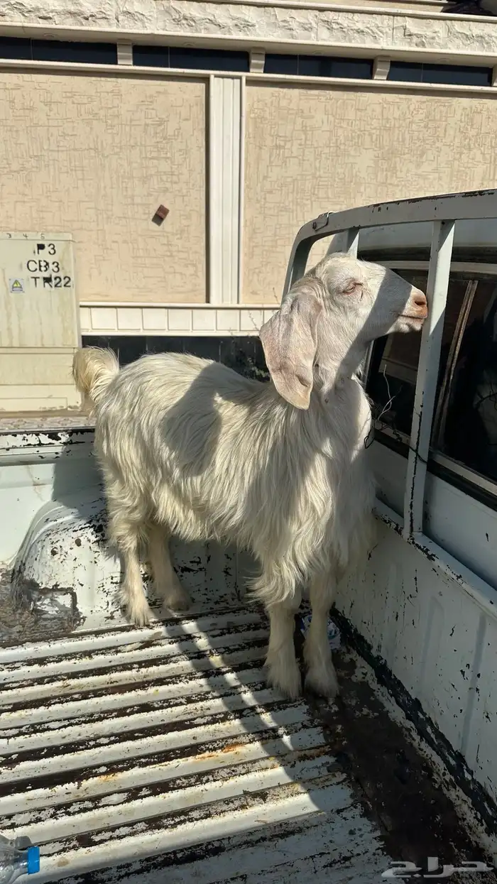 عناق 2