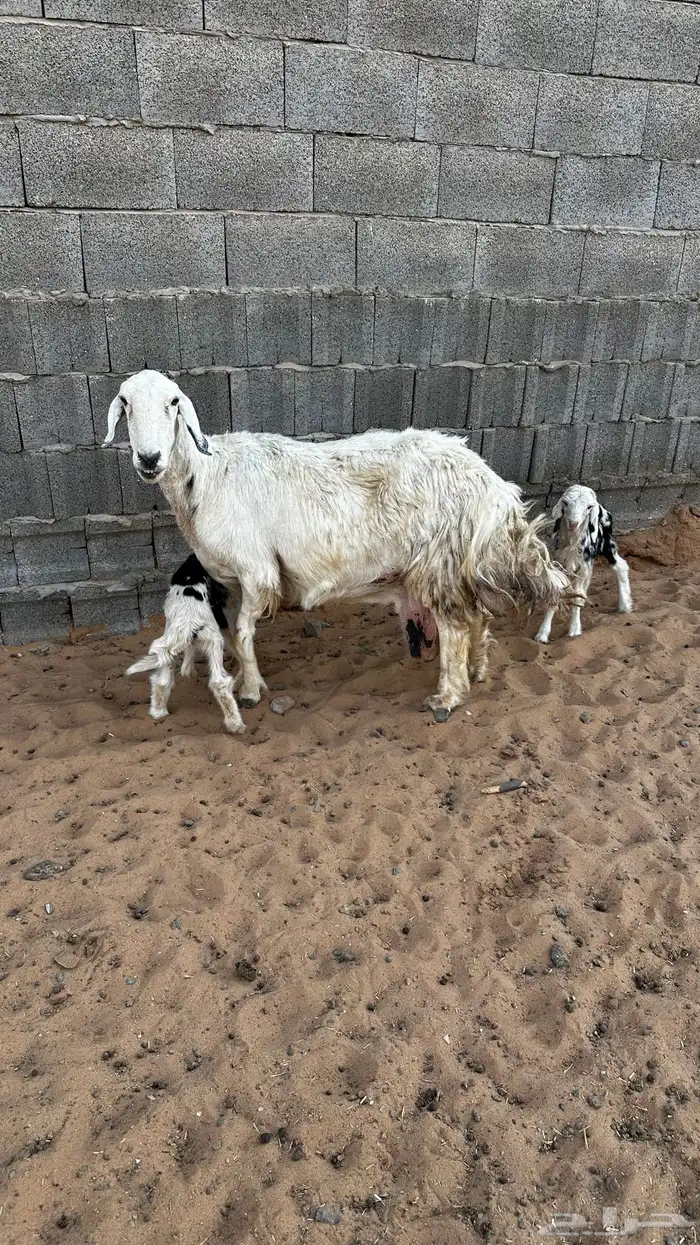 حريه متوم تم البيع 0