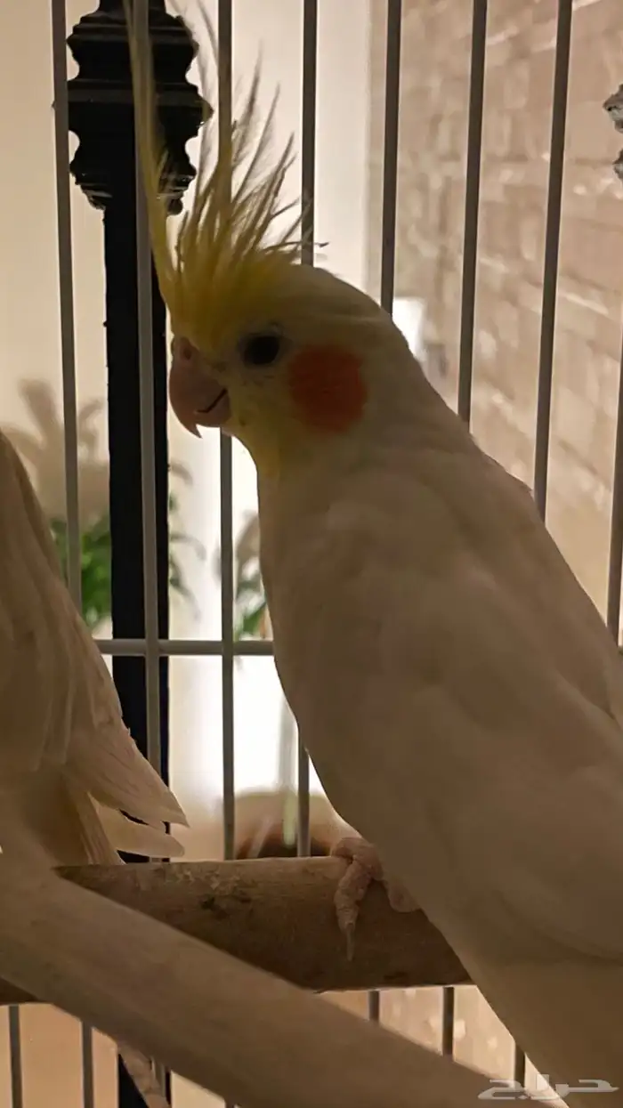 طير واحد فقط بأدواته كاملة 4