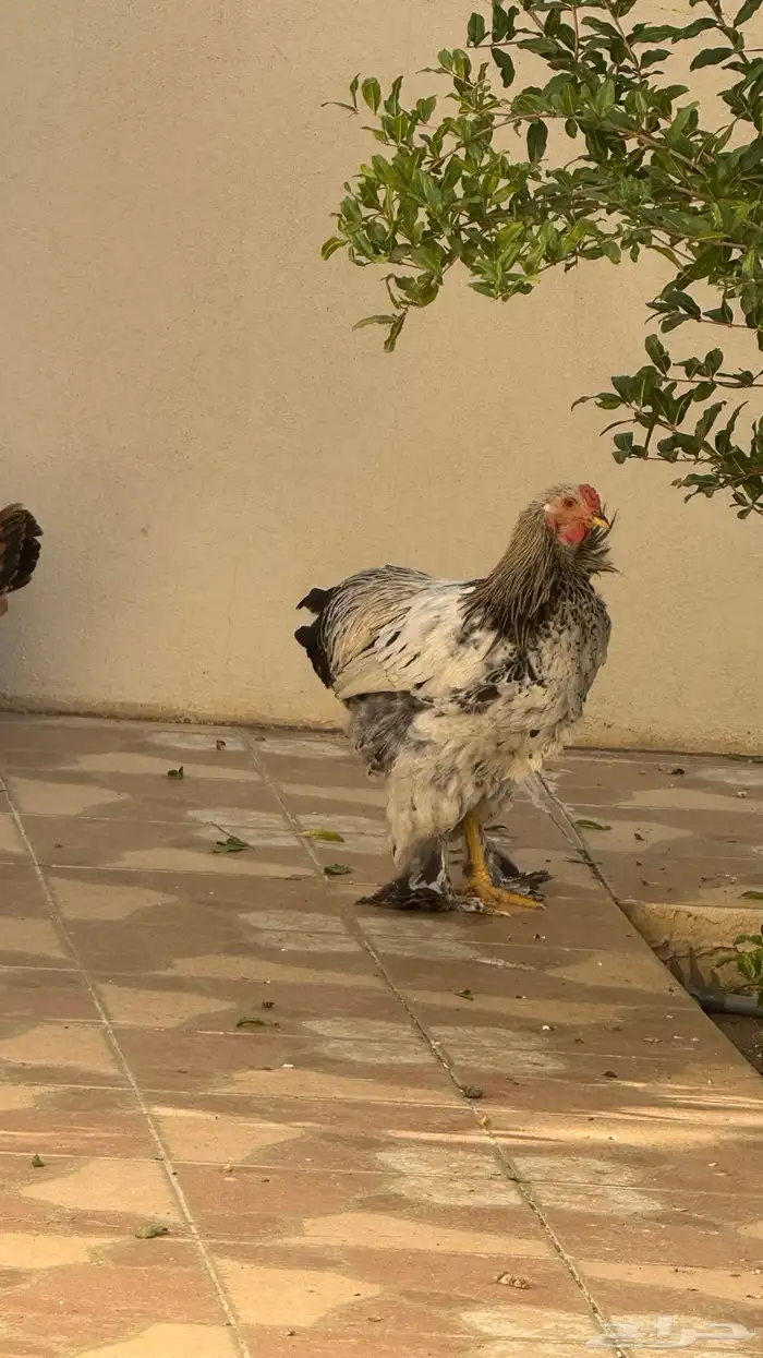 دجاج 2