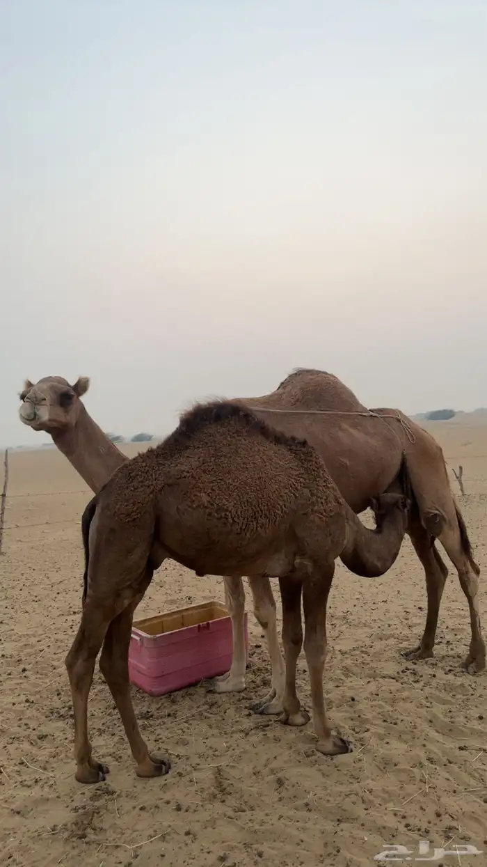 حشوان لبانيه 0