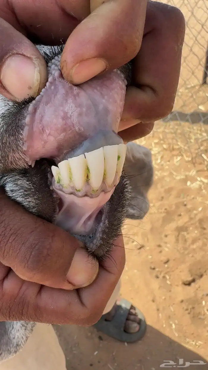 عنز تحتها تيس 5