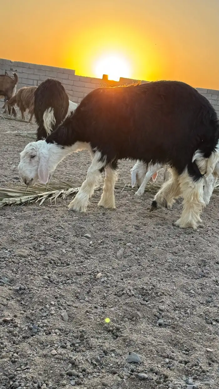 خرفان 4 للبيع 0