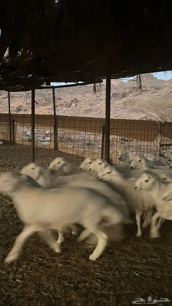 طليان حري ذبايح 20