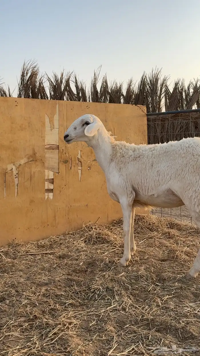 رخال حريات حرش مضاريع تم البيعع 3