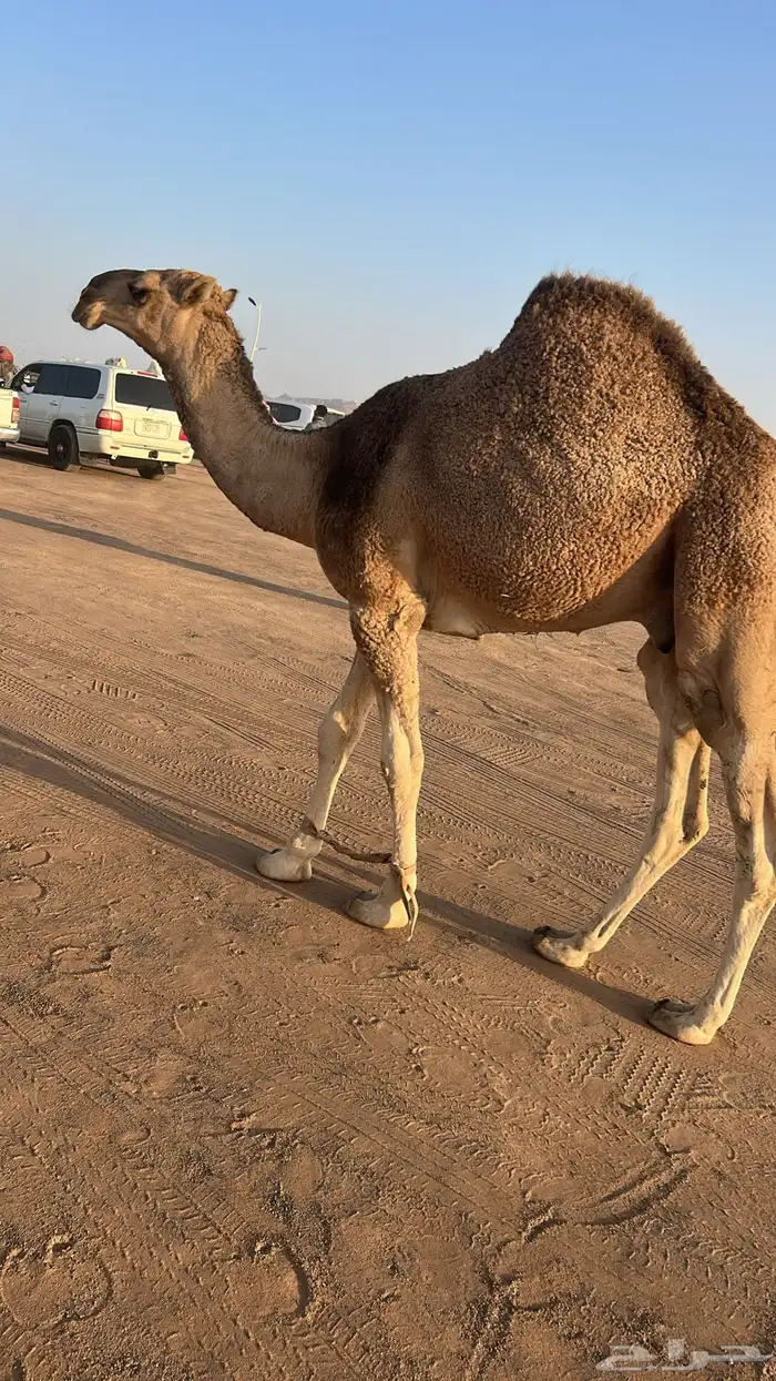 قعود احمر باتلي كفوو على جمل ابن قروش العجمي 2