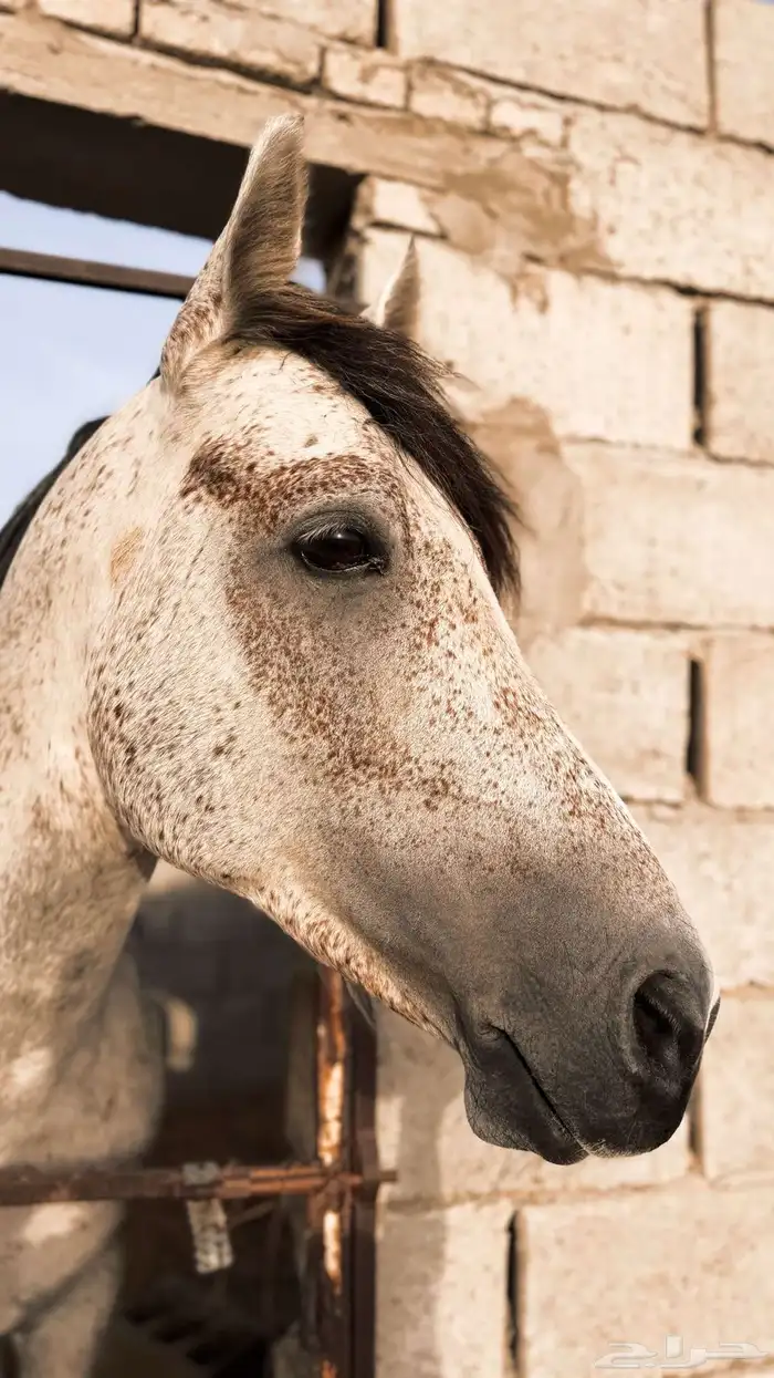 خيل 2