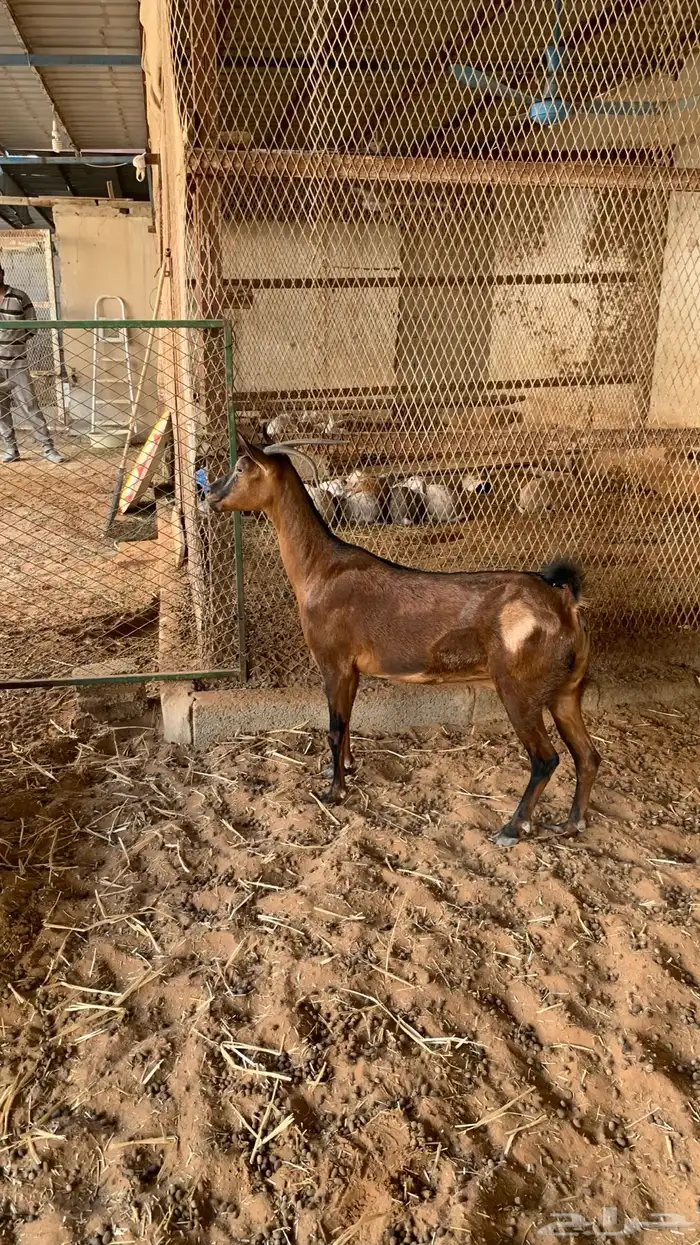 معزا جنوبيه مع فحلها 3