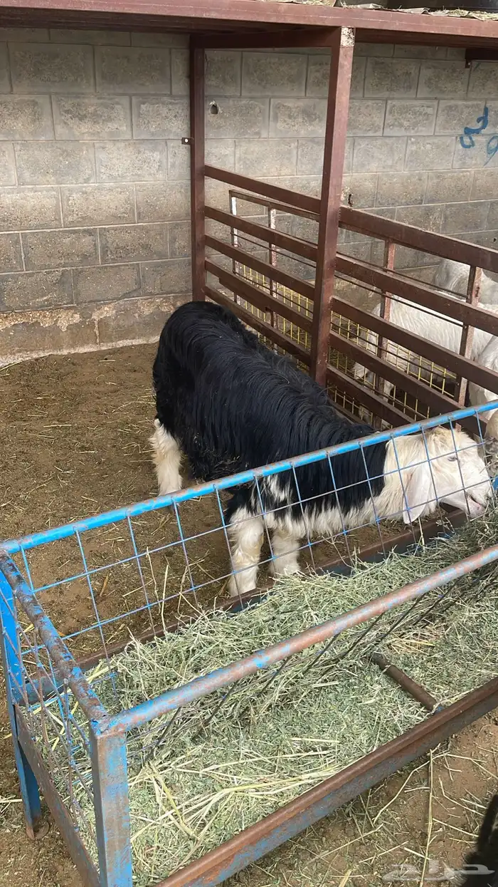 بيع اغنام متوفر خدمه تابي وتمارا 5