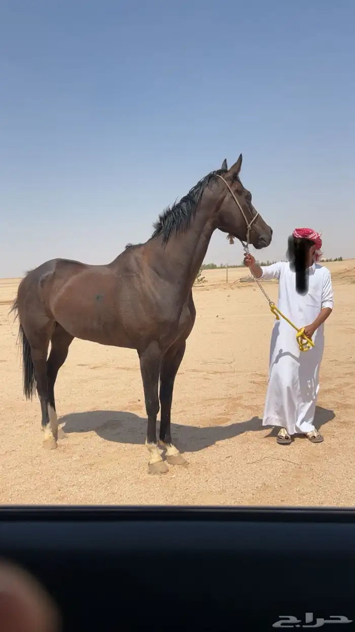 حصان انقليزي للبيع 0